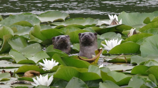 A pair of otters curiously popping up their heads amongst water lilies at Stackpole, Pembrokeshire, Wales.